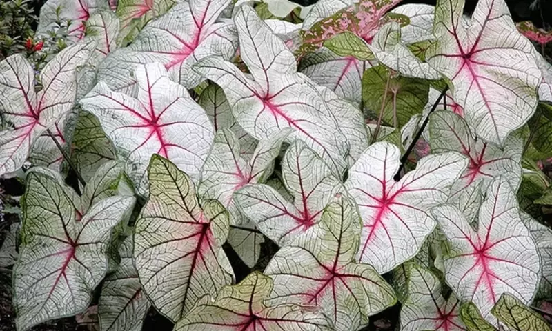 Caladium Bicolor: La Guía Definitiva para un Follaje Espectacular