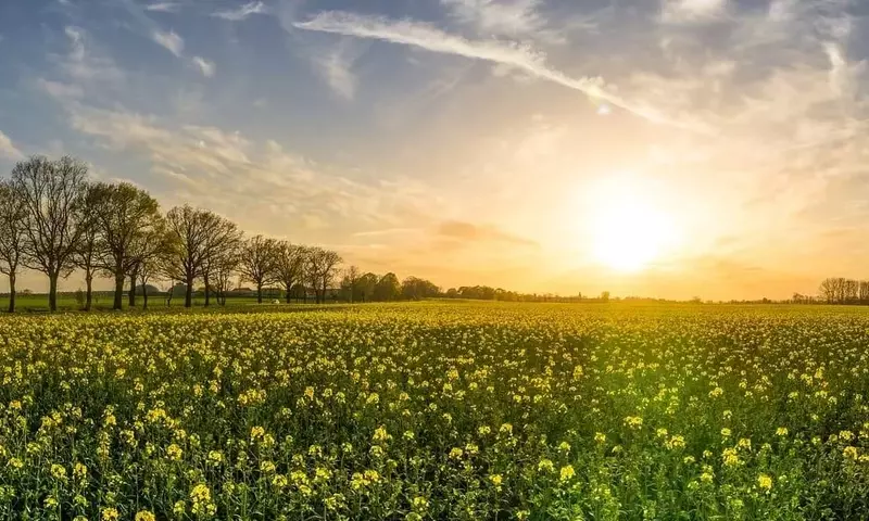 Monocultivo vs. Policultivo: Un Análisis Profundo de las Estrategias Agrícolas Modernas