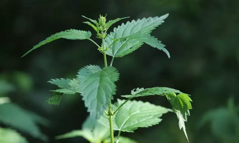 Control y Beneficios de la Ortiga en el Huerto: Una Guía Completa