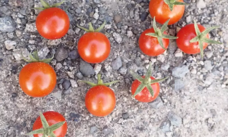 Descubriendo el Tomate Cagón: Un Tesoro Agrícola de las Islas Canarias