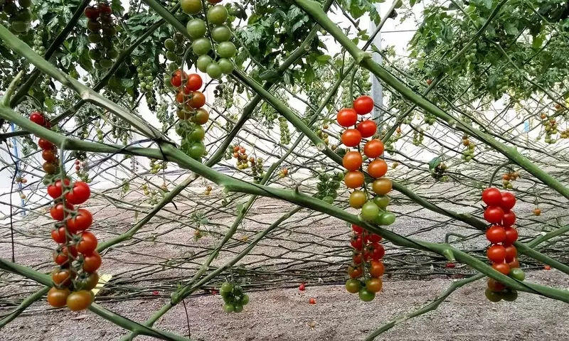 Cultivo de Tomates: Técnicas de Soporte Más Allá de las Cañas Tradicionales