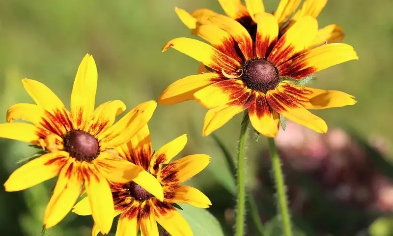 Gaillardia Aristata: Guía Completa para un Jardín Vibrante