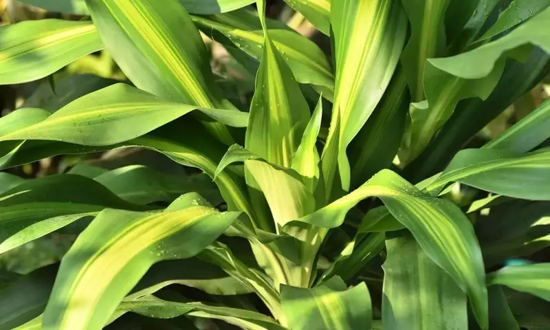 Guía para Revivir una Dracaena Fragans con Exceso de Riego