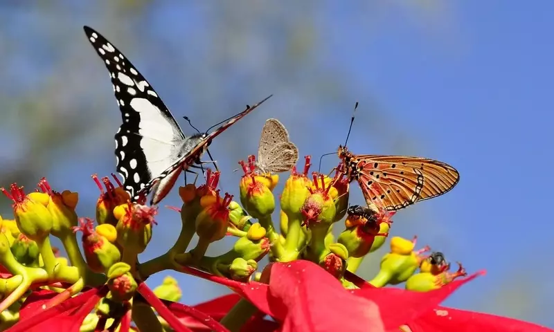 La Poinsettia: Guía Definitiva para su Esplendor Anual en Interiores y Exteriores