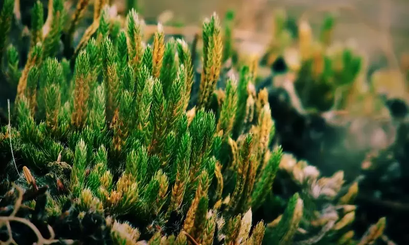 La Rosa de Jericó: Un Símbolo de Resiliencia y Renacimiento en el Mundo Natural