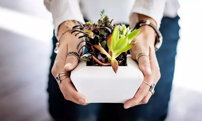 Mercado Verde: Estrategias para la Comercialización de Plantas Caseras