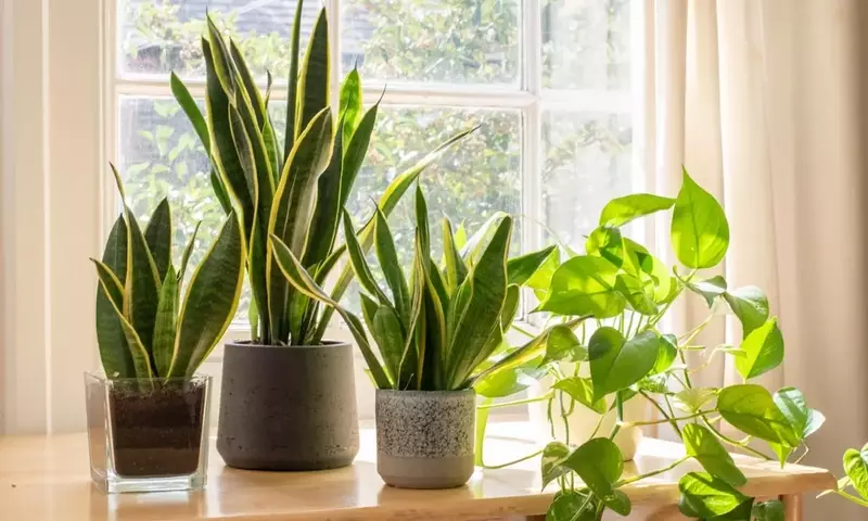 Plantas de Interior y Alergias: Una Guía Esencial para un Hogar Saludable