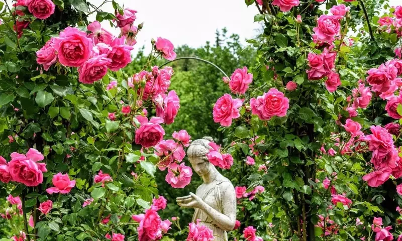 Cómo Crear un Jardín de Rosas Espléndido: Guía Completa de Diseño y Cuidado