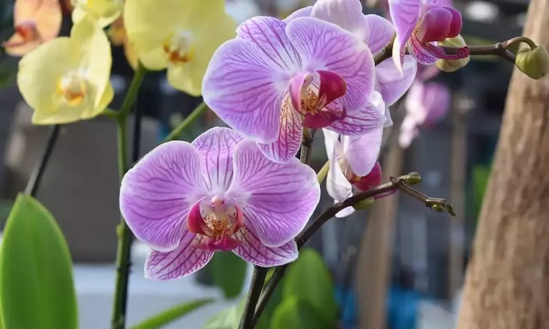 Mantenimiento Esencial de Orquídeas: Claves para Hojas Sanas y Vibrantes