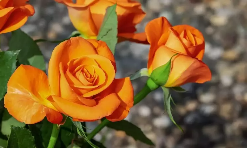 La Guía Definitiva para el Cultivo de Rosas: Variedades, Cuidado y Consejos Esenciales