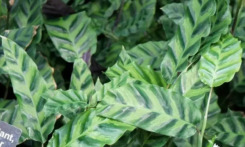 Calathea Louisae: Guía Esencial para su Cuidado y Cultivo