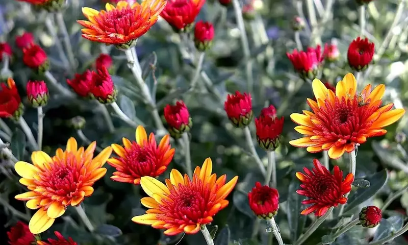 Guía Definitiva para el Cultivo de Crisantemos en Interiores