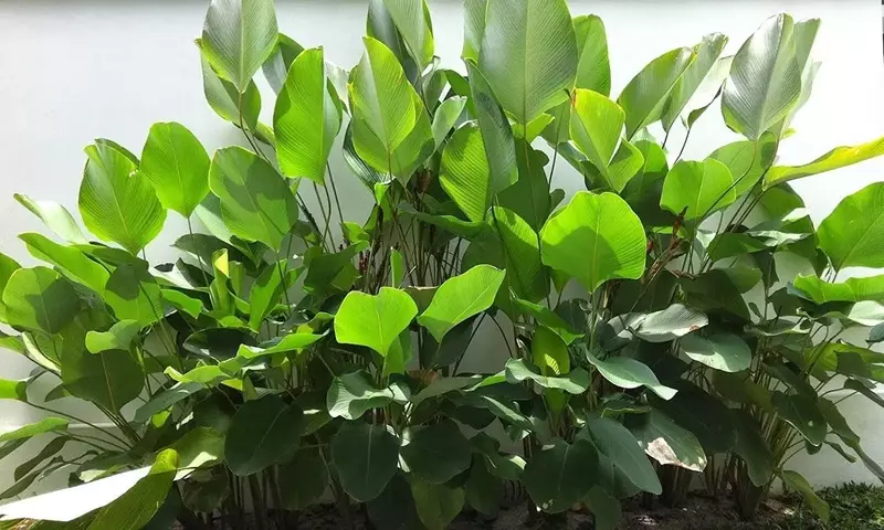 Calathea Lutea: Un Tesoro Tropical de Versatilidad y Belleza