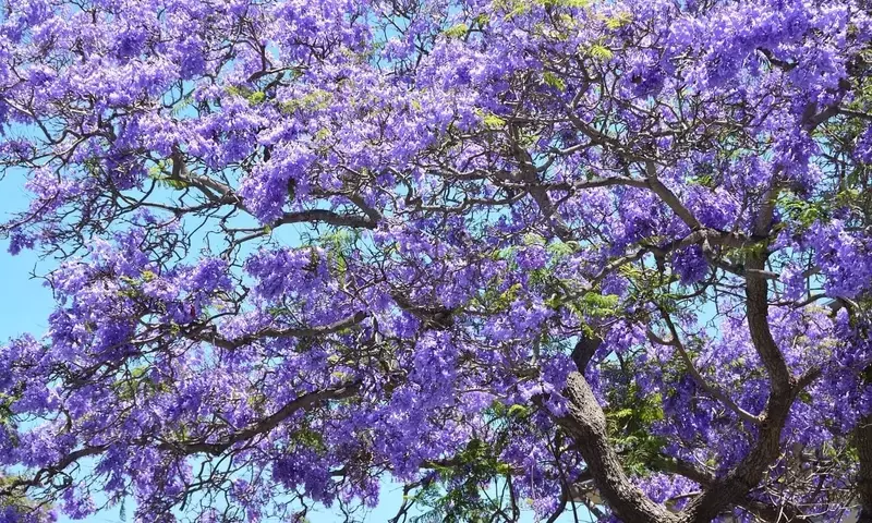 Jacarandá con Hojas Amarillas: Diagnóstico y Soluciones Efectivas