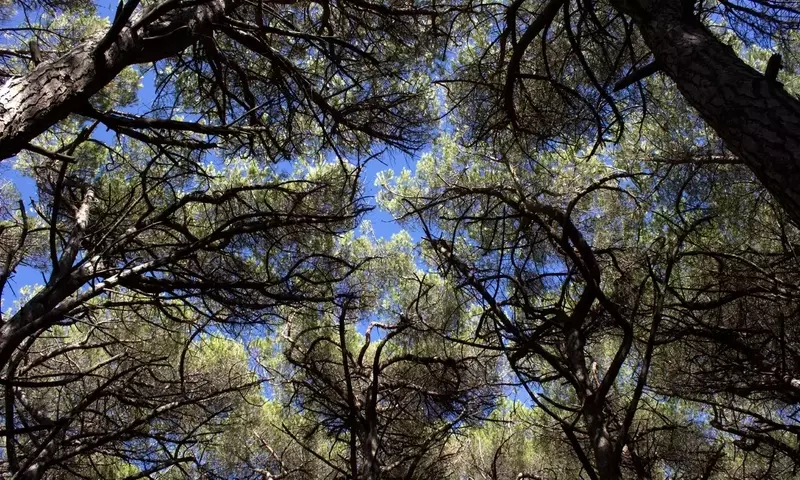 Un Viaje Fascinante a Través de Pinos y Abetos: Especies, Distinciones y Claves de Cultivo