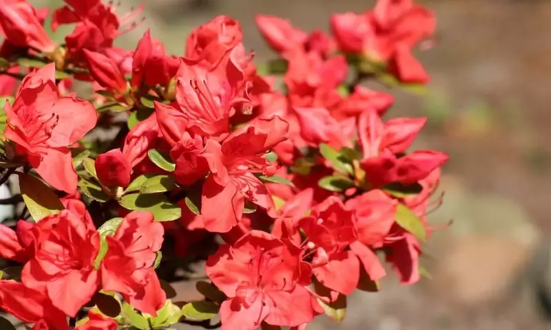 Guía Completa para el Cuidado de la Azalea: Prevención y Solución a la Caída de Hojas