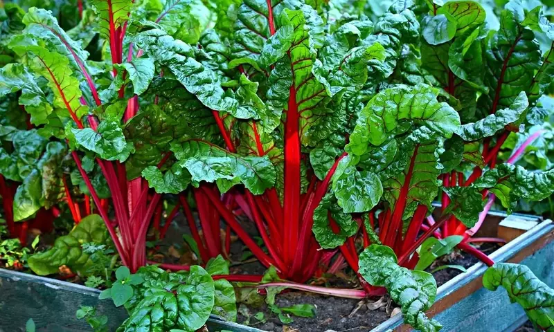 La Cal Viva en la Horticultura: Usos y Beneficios para un Cultivo Saludable
