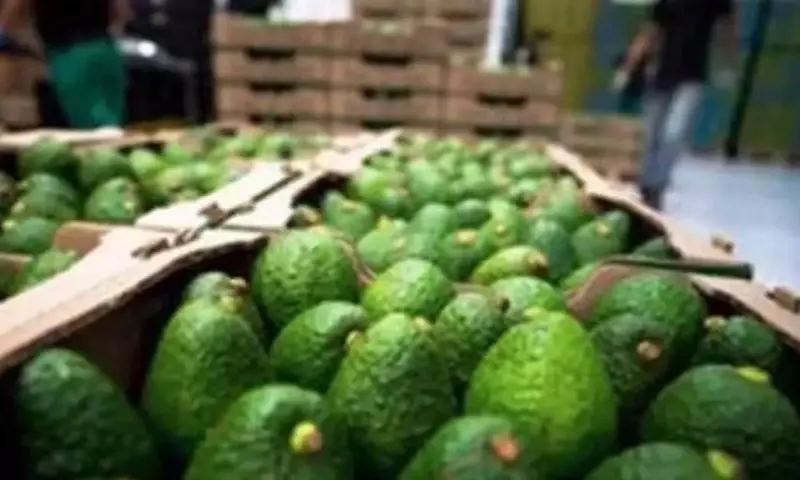 El Aguacate en España: Expansión, Desafíos e Innovaciones en su Cultivo
