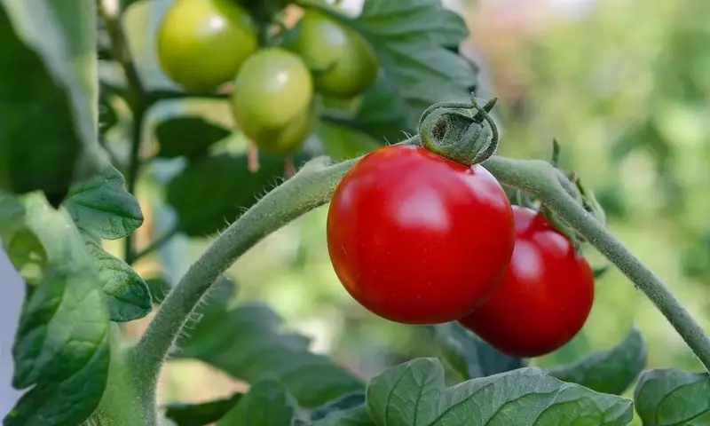 Potenciando Cosechas: El Secreto Lácteo para Tomates Vibrantes y Resistentes
