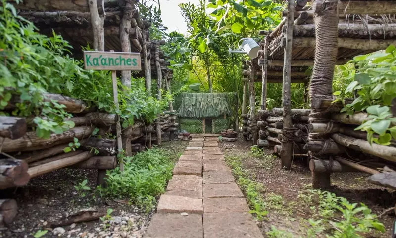 Ka'anche': La Jardinería Ancestral Maya para un Futuro Sostenible