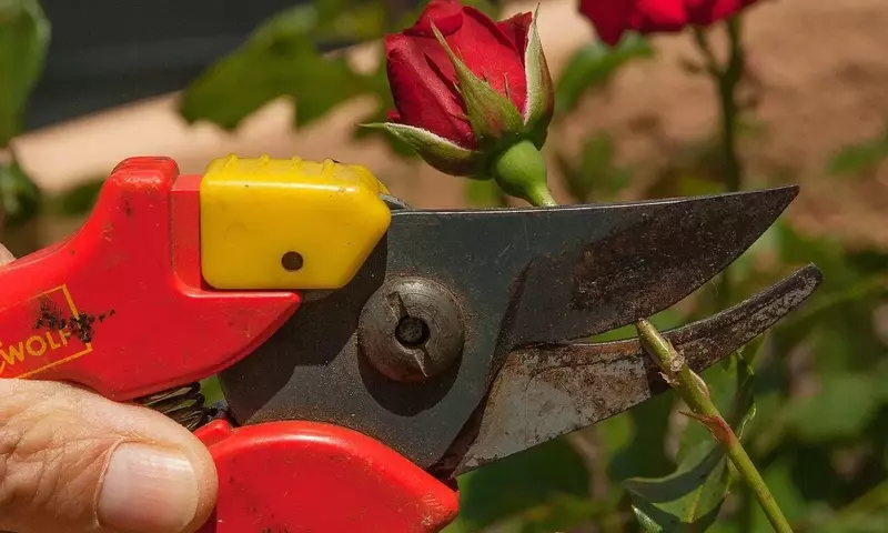 El Arte de Podar Rosales Antiguos: Guía Completa para un Jardín Vibrante