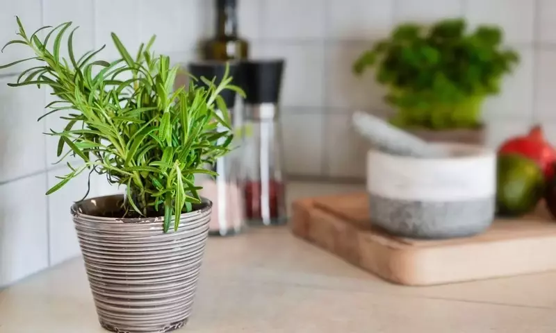 Cultivo de Romero en Maceta: Guía Esencial para un Jardín Aromático en Casa