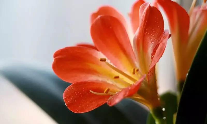Domina el Arte de Cortar y Preservar la Espléndida Flor de Clivia