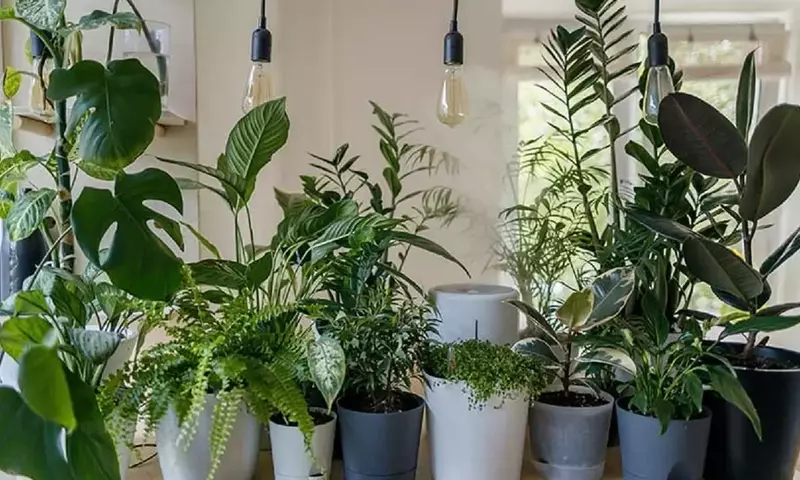 Plantas para Combatir la Humedad y Mejorar el Aire en el Hogar