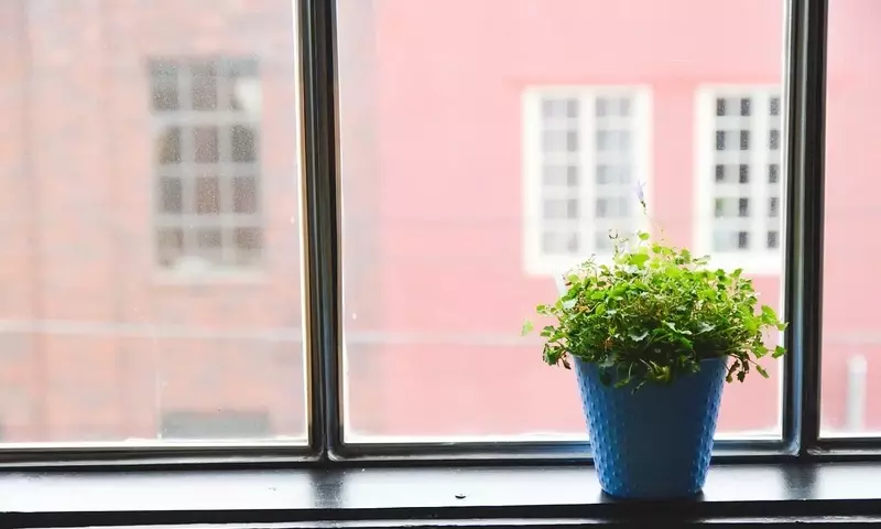 Armonía Verde: Meditación y Plantas para un Bienestar Integral
