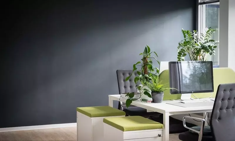 El Poder de la Naturaleza: Plantas que Transforman su Entorno Laboral