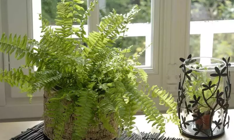 Los Helechos: Aliados Perfectos para un Hogar Fresco y Decorado en Verano