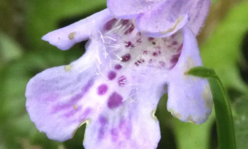 Glechoma hederacea: Usos, características y cultivo de la hiedra terrestre