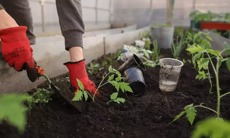 Cultivo de Invierno: Guía Esencial para tu Invernadero