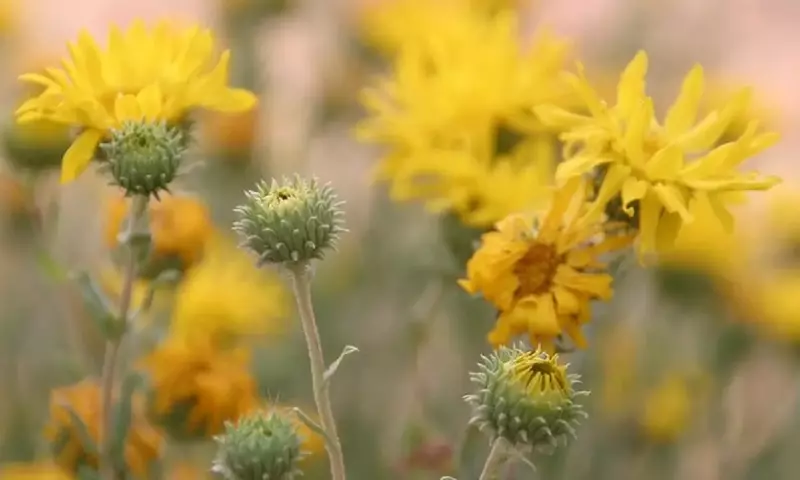 Grindelia: La Fascinante Planta con Poderes Curativos Ancestrales y Modernos