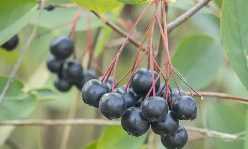 Aronia Negra: Una Baya Versátil con Múltiples Propiedades
