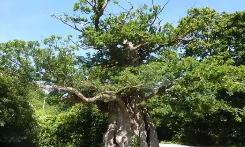 Guardianes Milenarios: La Protección Indispensable de los Pinos Longevos en Ecosistemas Forestales