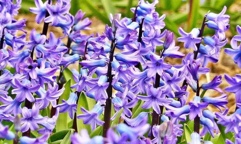 Guía Completa para el Cultivo de Jacinto Acuático: Secretos para una Floración Espectacular