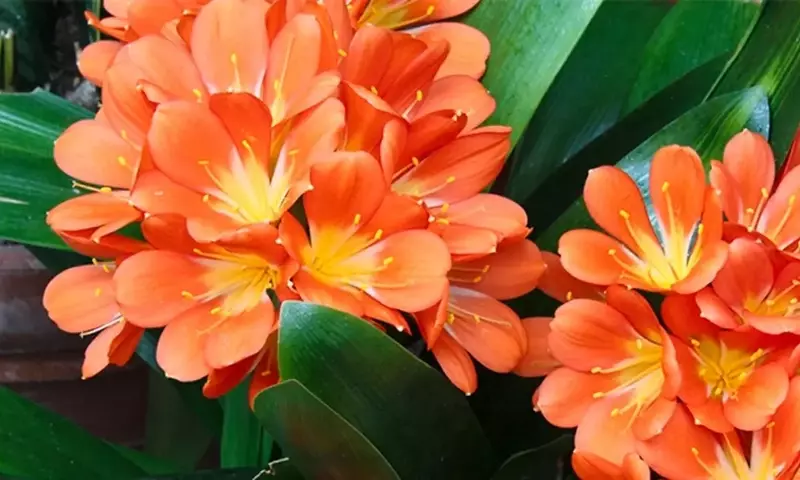 Clivia Nobilis: Una Guía Completa para su Cultivo Espléndido y Floración Vibrante