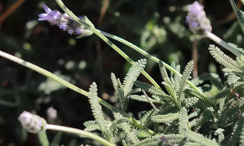 Lavandula Dentata: El Secreto de un Jardín Aromático y Resiliente