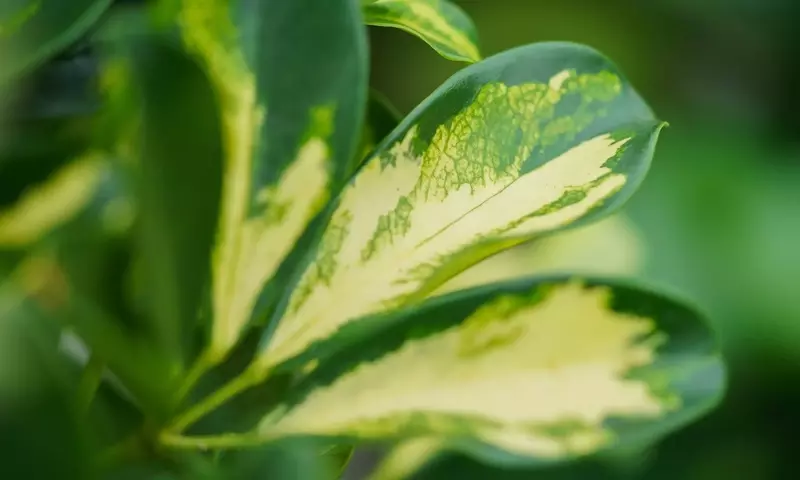 Schefflera ‘Gold Capella’: Guía Completa de Cuidados para esta Exuberante Planta de Interior