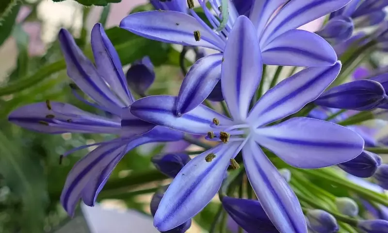 Agapanthus: Una Joya Floral para su Jardín