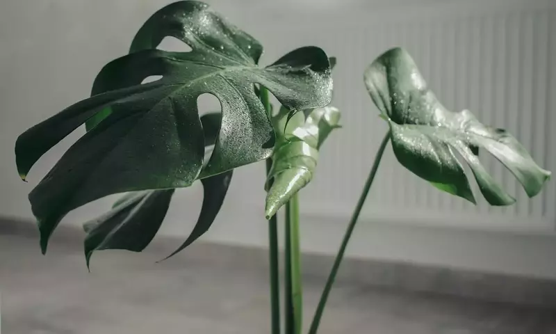 Hojas enrolladas en tu Monstera: causas y soluciones