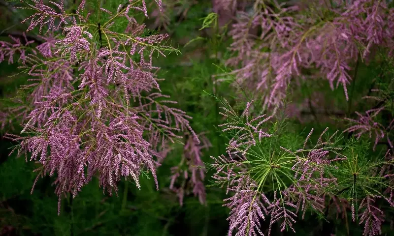 El Tamarix Tetrandra: Un Arbusto Resistente y Versátil para su Jardín