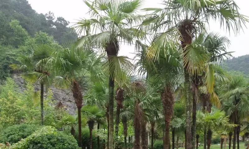 La Palmera Trachycarpus Fortunei: Un Oasis de Resistencia para Cualquier Clima