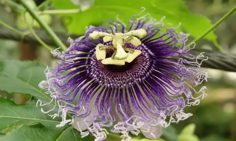 Guía Definitiva para el Cultivo y Mantenimiento de la Passiflora Incarnata