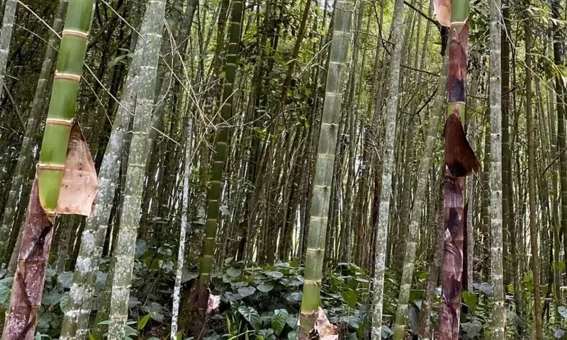 Guadua: El Gigante Verde de los Andes y sus Múltiples Aplicaciones