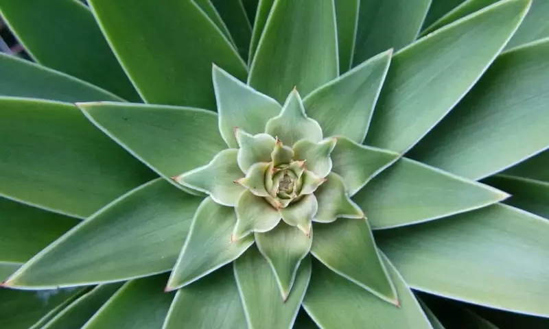Plantas de Interior de Gran Tamaño para Embellecer tu Hogar