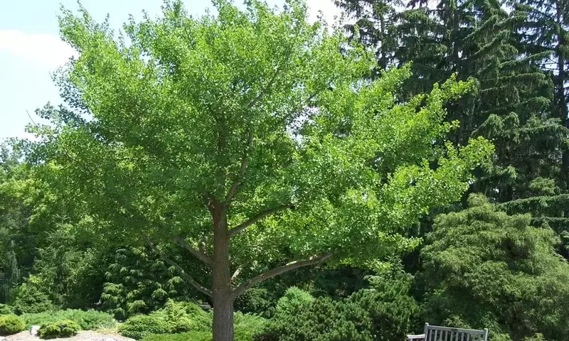 El Enigmático Ginkgo Biloba: Un Tesoro Botánico Ancestral y sus Cuidados Esenciales