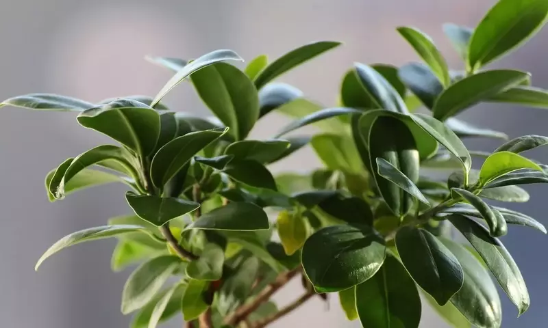 Guía Completa para el Cuidado del Ficus Moclame