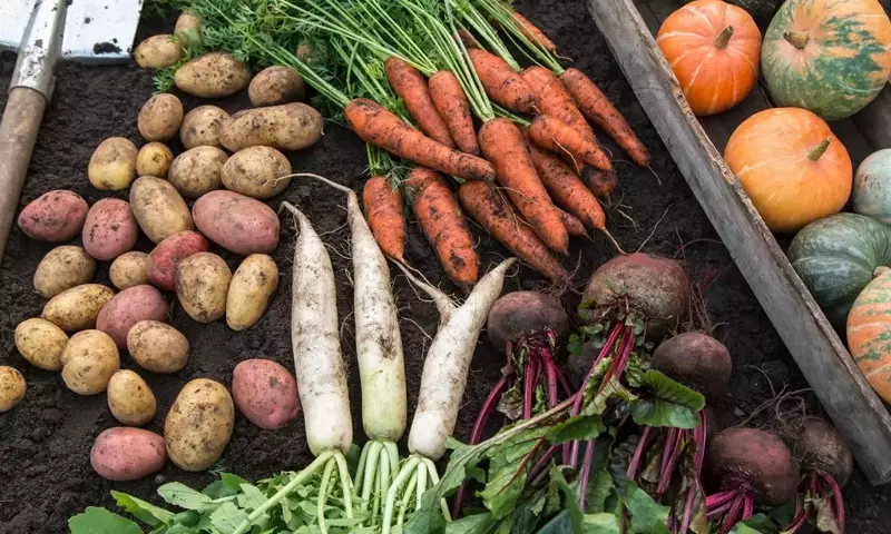 Cultivo de Vegetales en Casa: Una Guía Completa para un Huerto Urbano Próspero
